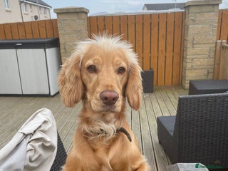 Cocker Spaniel dogs in Stirling - Advert 6