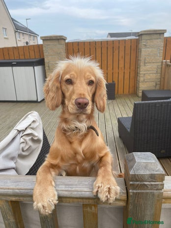 Cocker Spaniel dogs in Stirling - Advert 1