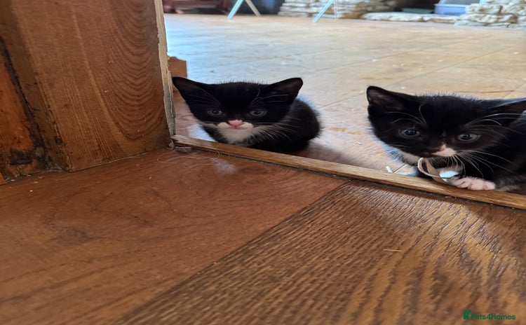 Mixed Breed cats for sale - Advert 1