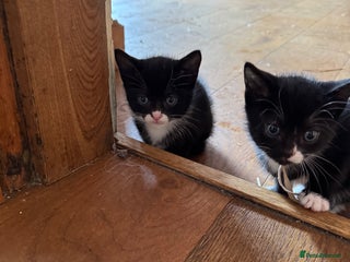 Mixed Breed cats - Advert 5