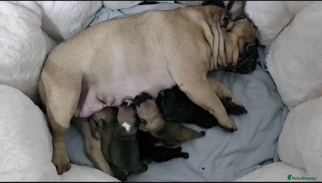 French Bulldog dogs for stud: 🌟🔥LILAC PLATINUM KC REG FRENCH BULLDOG STUD🔥🌟 in Uxbridge - Advert 40