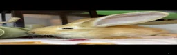 Continental Giant rabbits for sale: Stunning continental giant baby bunny rabbits - Advert 20