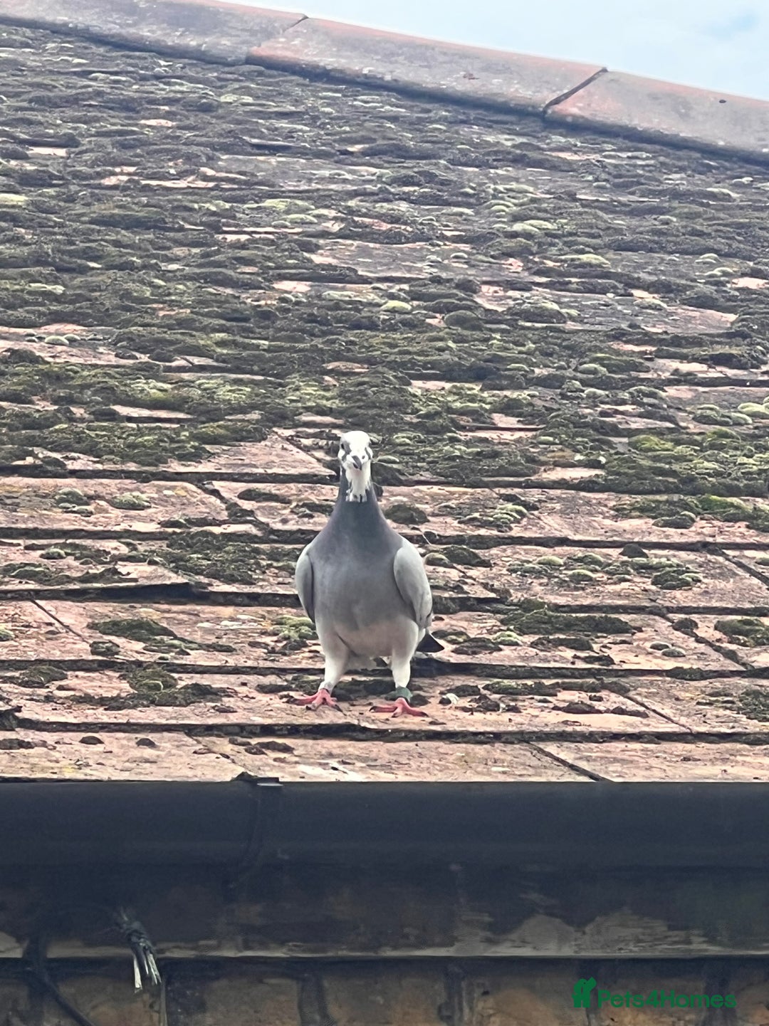 Pigeons birds for sale: Rice and pigeon - Advert 2