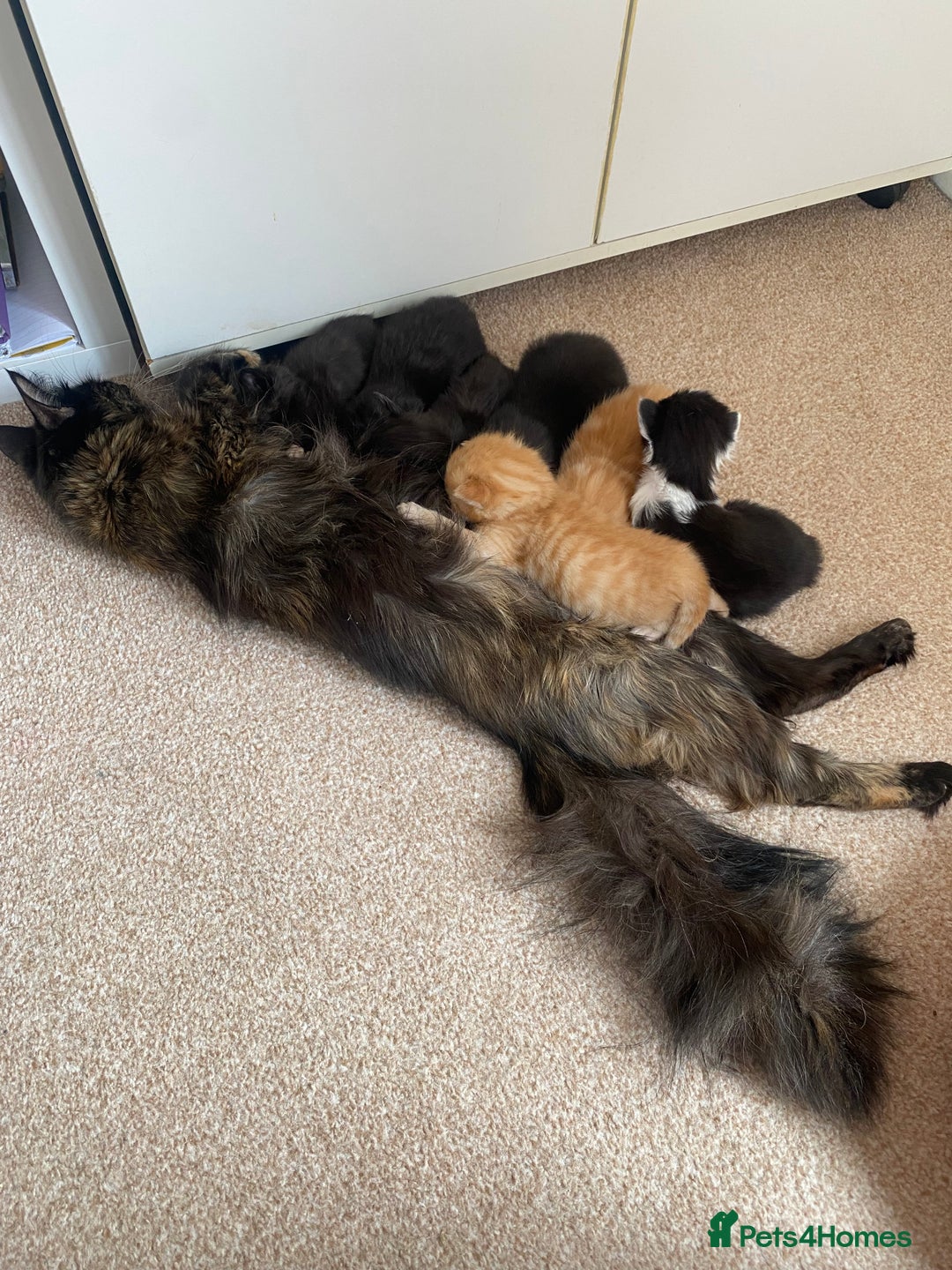 Mixed Breed cats for sale: Fluffy black and white girl - Image 9