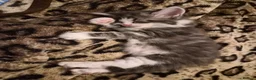Mixed Breed cats for sale: Main Coon Mix - Advert 9