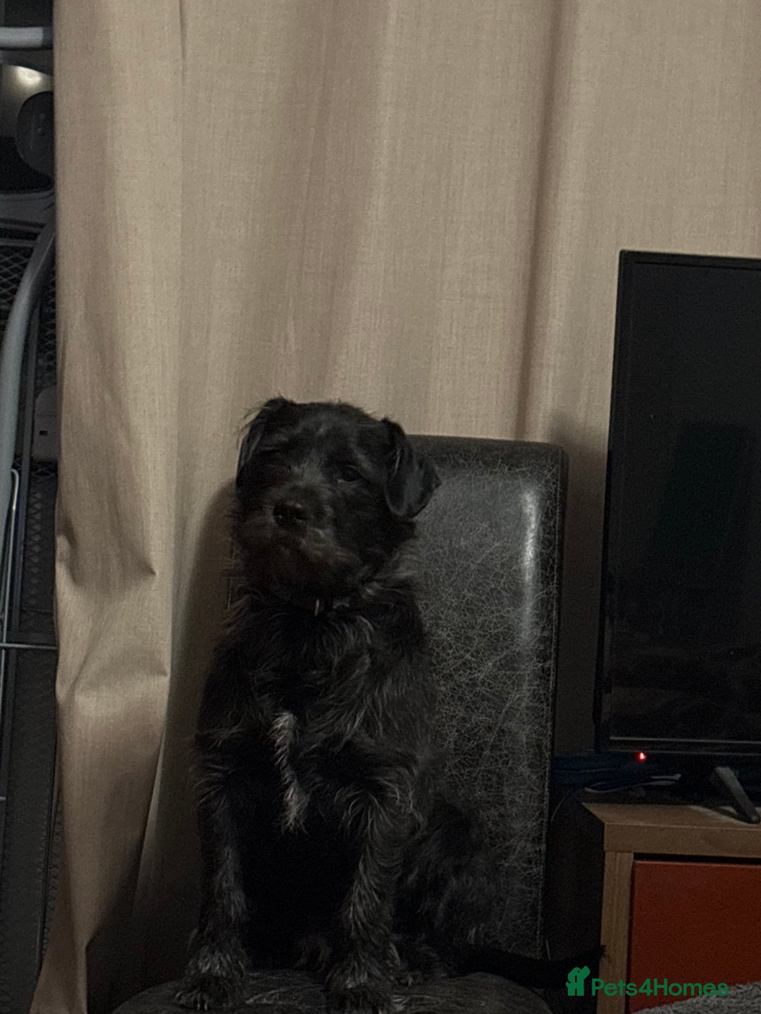 Mixed Breed dogs for sale: Mowgli/Mogi - Advert 9