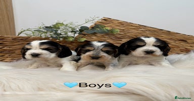 Cocker Spaniel dogs Quality KC Registered Show cocker spaniels  - Advert 8