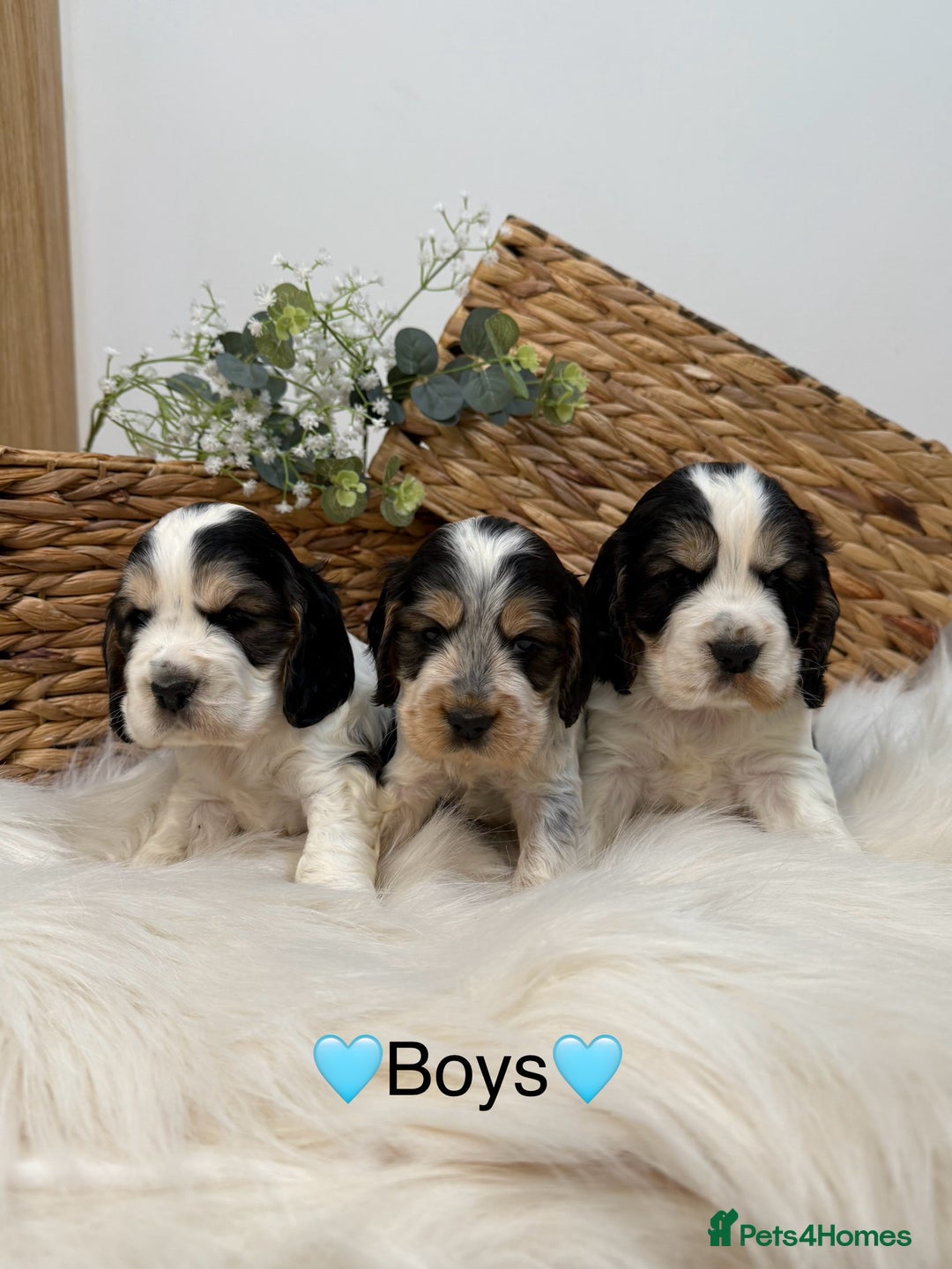 Cocker Spaniel dogs for sale: Quality Health Tested KC Reg Show cocker spaniels  - Advert 2