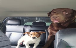 Labrador Retriever dogs for stud: Stud Labrador - Advert 10