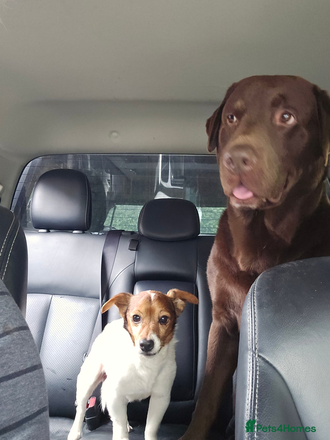 Labrador Retriever dogs for stud: Stud Labrador - Advert 10