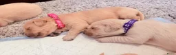 Golden Retriever dogs for sale: Golden retriever puppies  - Advert 19