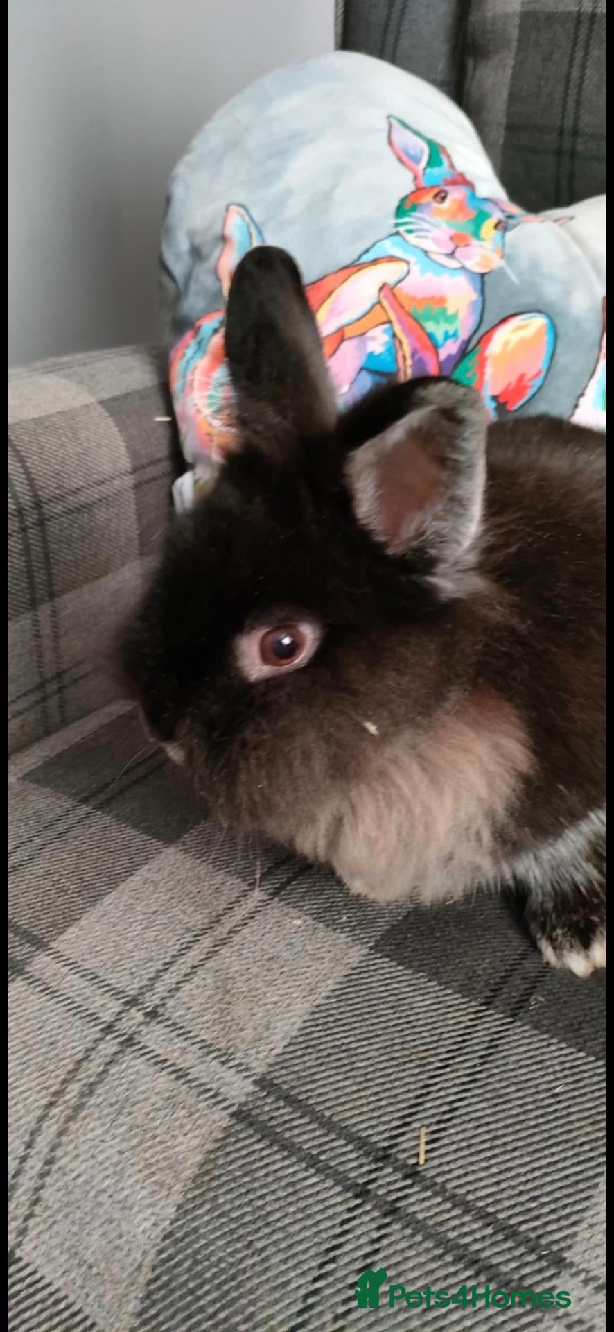 Lionhead rabbits Lovely, young, affectionate, friendly lionhead boy - Advert 1