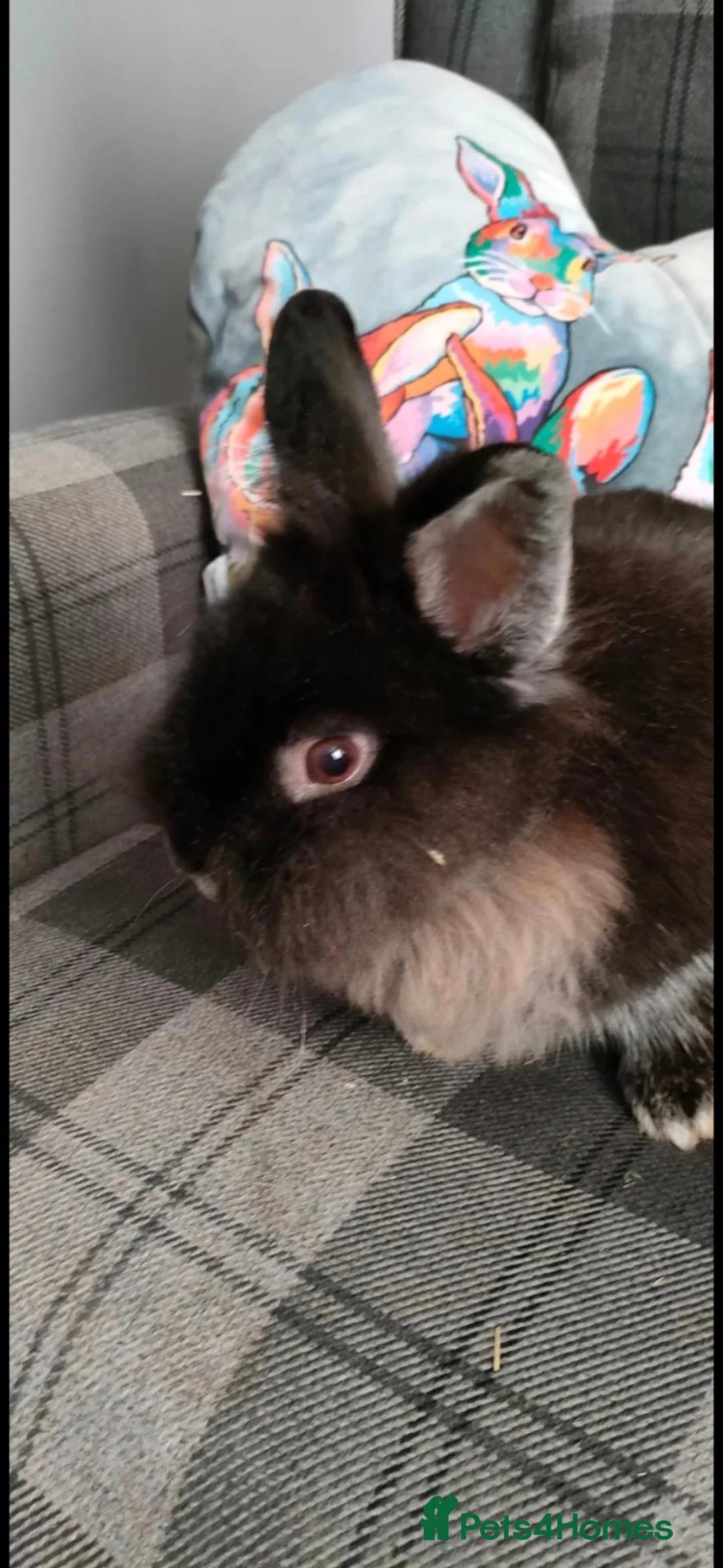 Lionhead rabbits for sale: Lovely, young, affectionate, friendly lionhead boy - Advert 1