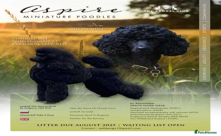 Miniature Poodle dogs - Advert 1