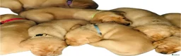 Labrador Retriever dogs for sale: Therapy Dog Mum Bella and Fosterwold Working Sire in Hebden Bridge - Advert 10