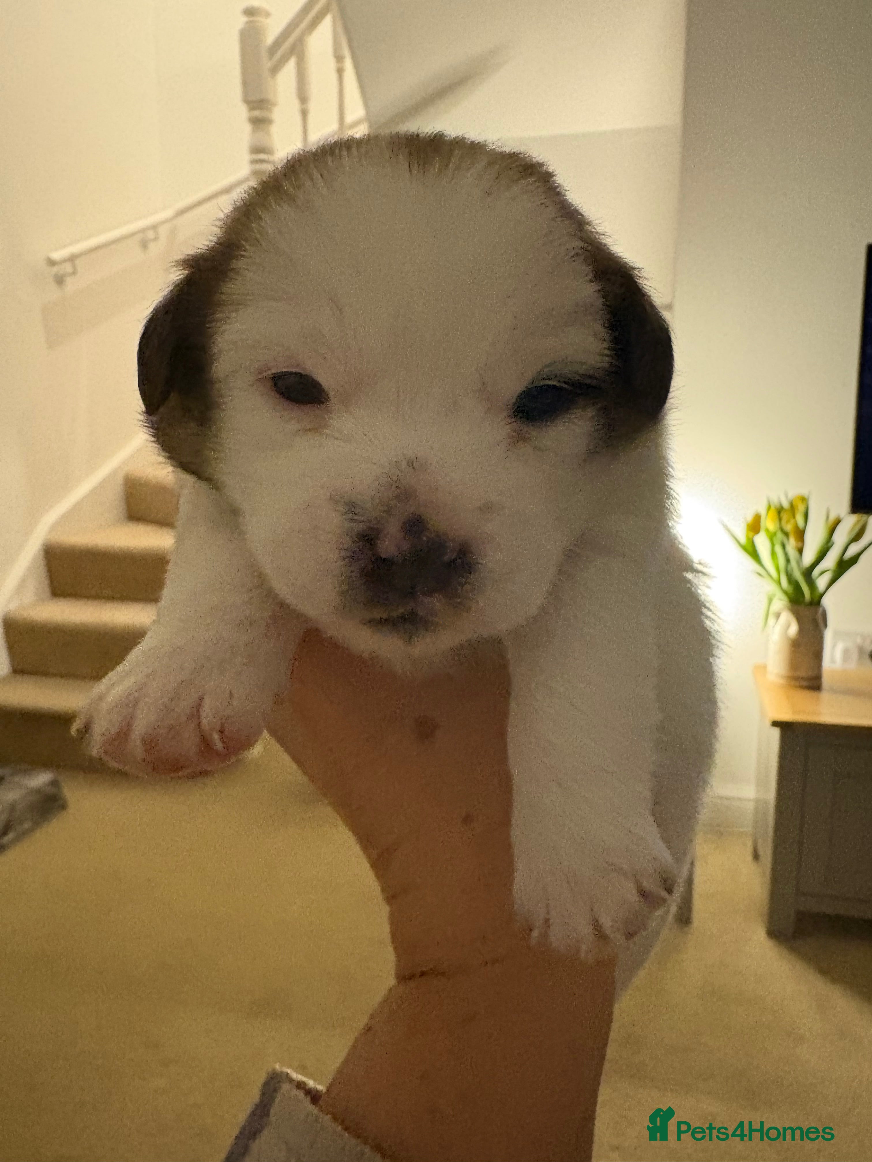 Mixed Breed dogs Jack Russell x Zoochon Puppies  - Advert 10