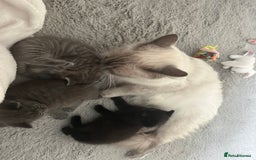 Ragdoll cats for sale: Ragdoll Tabby kittens  - Image 3