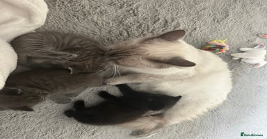 Ragdoll cats - Advert 14