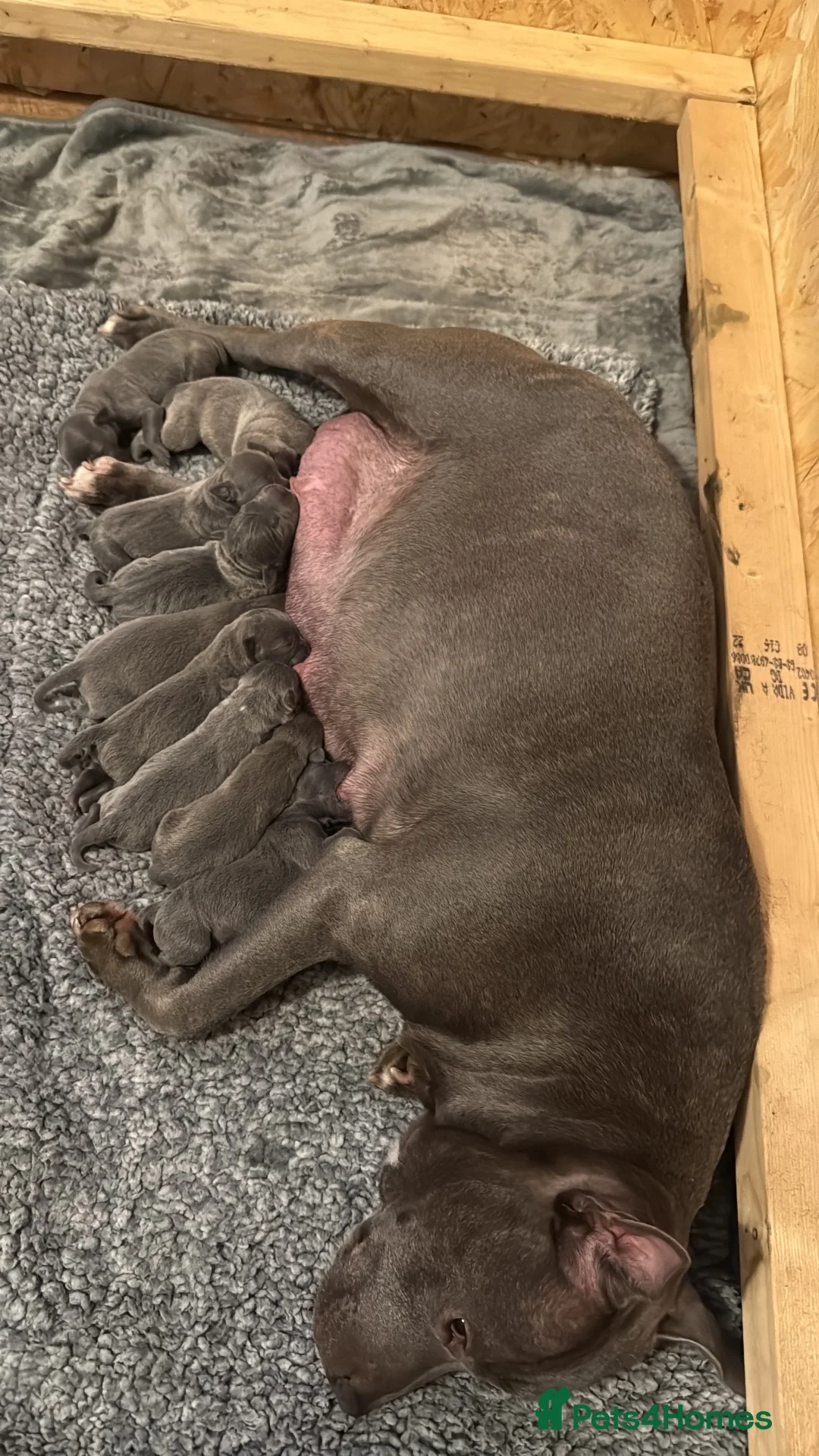 Staffordshire Bull Terrier dogs for sale: STAFFY PUPPIES LOOKING FOR FOREVER HOMES - Advert 1