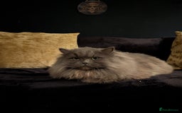Mixed Breed cats for sale: Cats in need of rehoming - Image 6