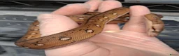 Python Snake reptiles for sale: Malayopython's Dwarf - Super Dwarfs - Advert 5
