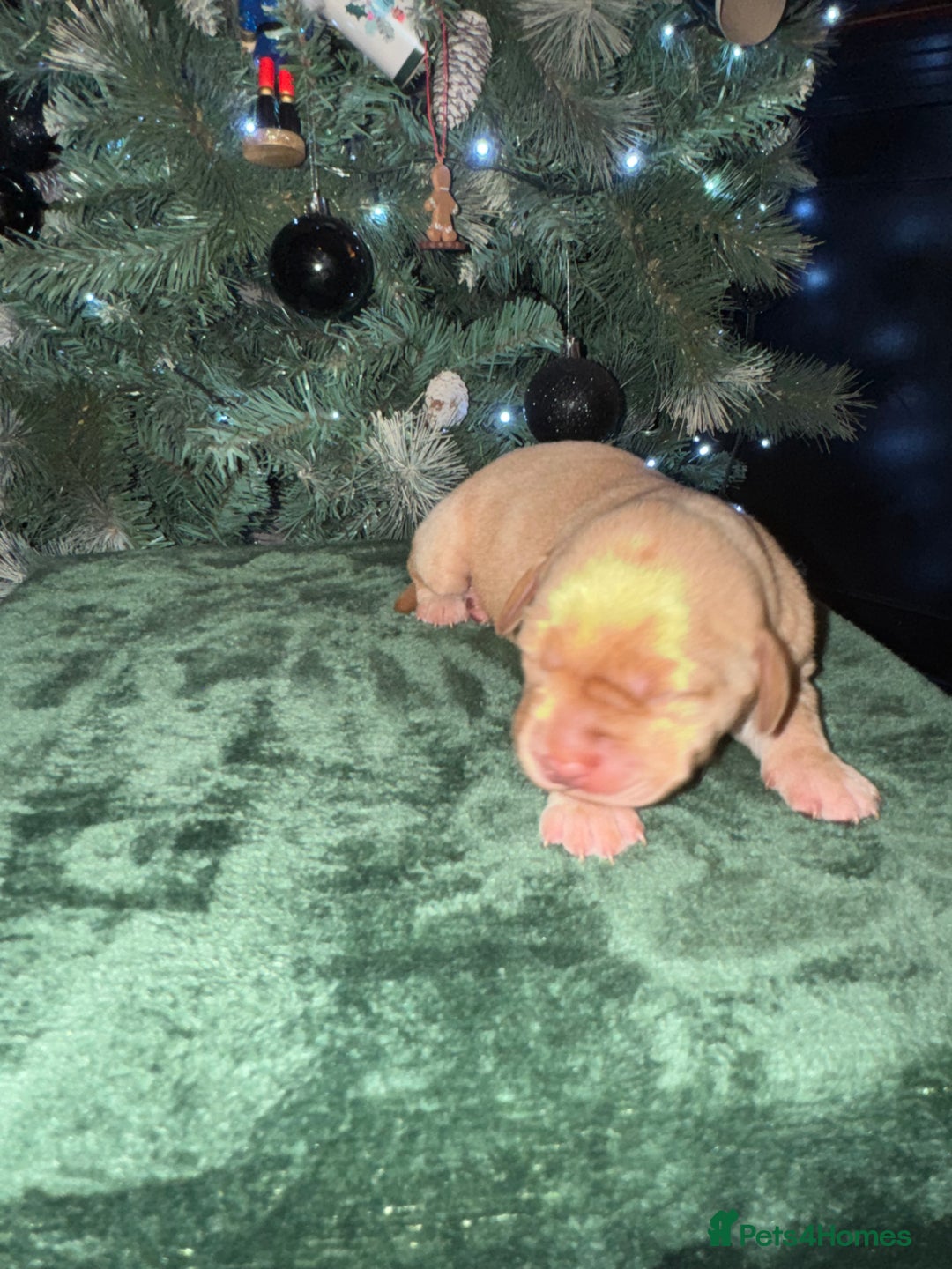 Labrador Retriever dogs for sale: KC Registered Labrador Retriever Puppies - Advert 8