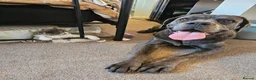 Cane Corso dogs for sale: Cane Corso 9 months old  - Advert 3