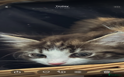 Ragdoll cats for sale: Beautiful Half Ragdoll Kittens - Image 6