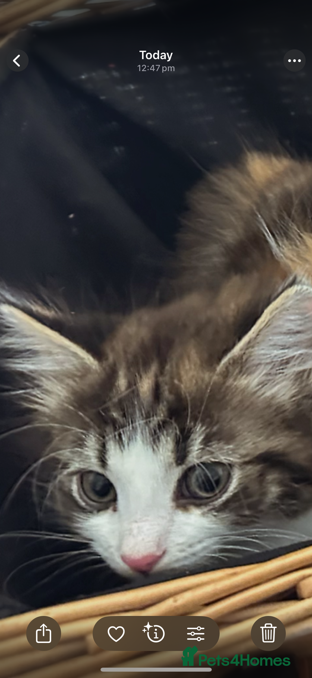 Ragdoll cats for sale: Beautiful Half Ragdoll Kittens - Image 6