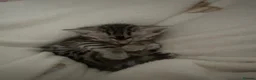 Bengal cats for sale: 5 Baby Bengal kittens  in Rhyl - Advert 17