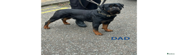 Rottweiler dogs for sale: Rottweiler Puppies KC Registered- Ready to Leave - Advert 4