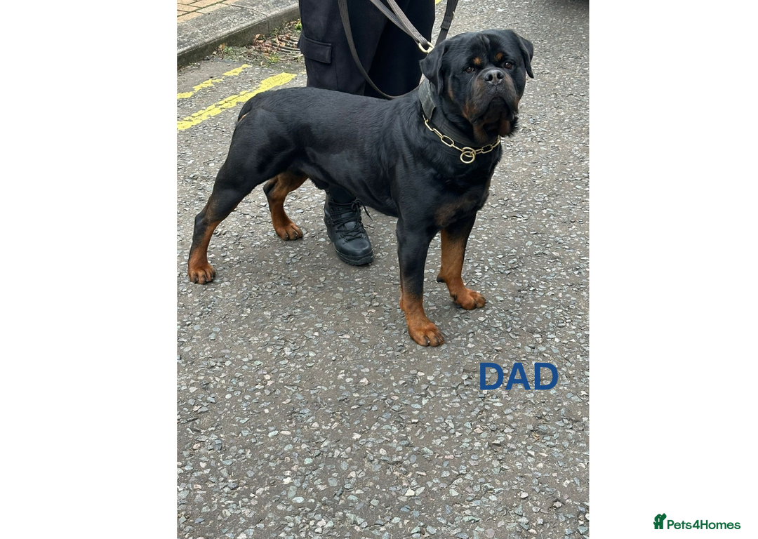 Rottweiler dogs for sale: Rottweiler Puppies KC Registered- Ready to Leave - Advert 4