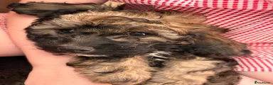 Mixed Breed 1 Cock-A-Chon