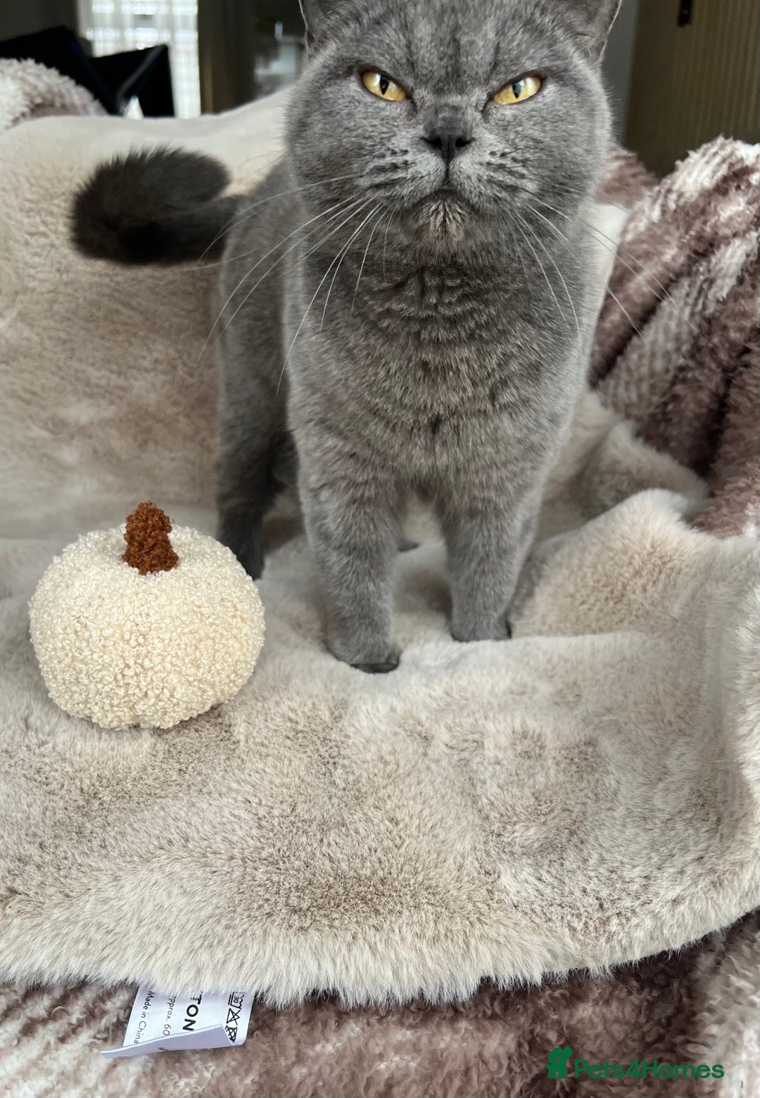 British Shorthair cats for sale: Beautiful British Shorthair  - Advert 10