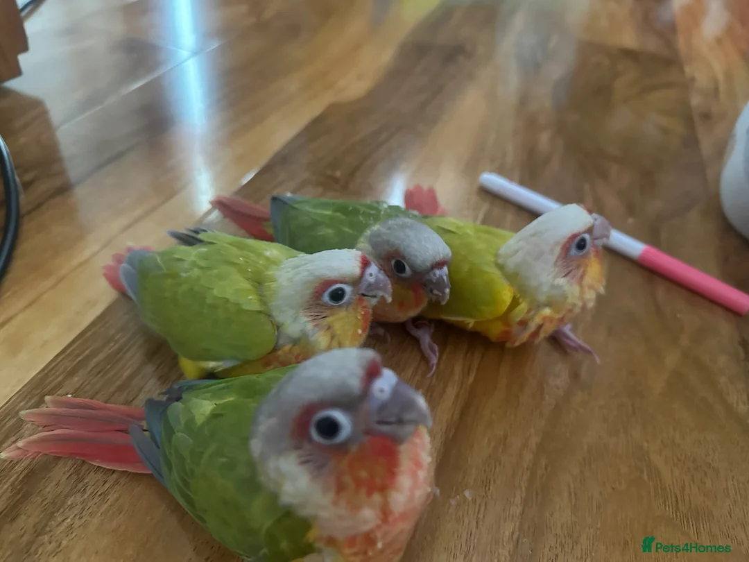 Conures birds for sale: Baby Conures in Manchester - Advert 1