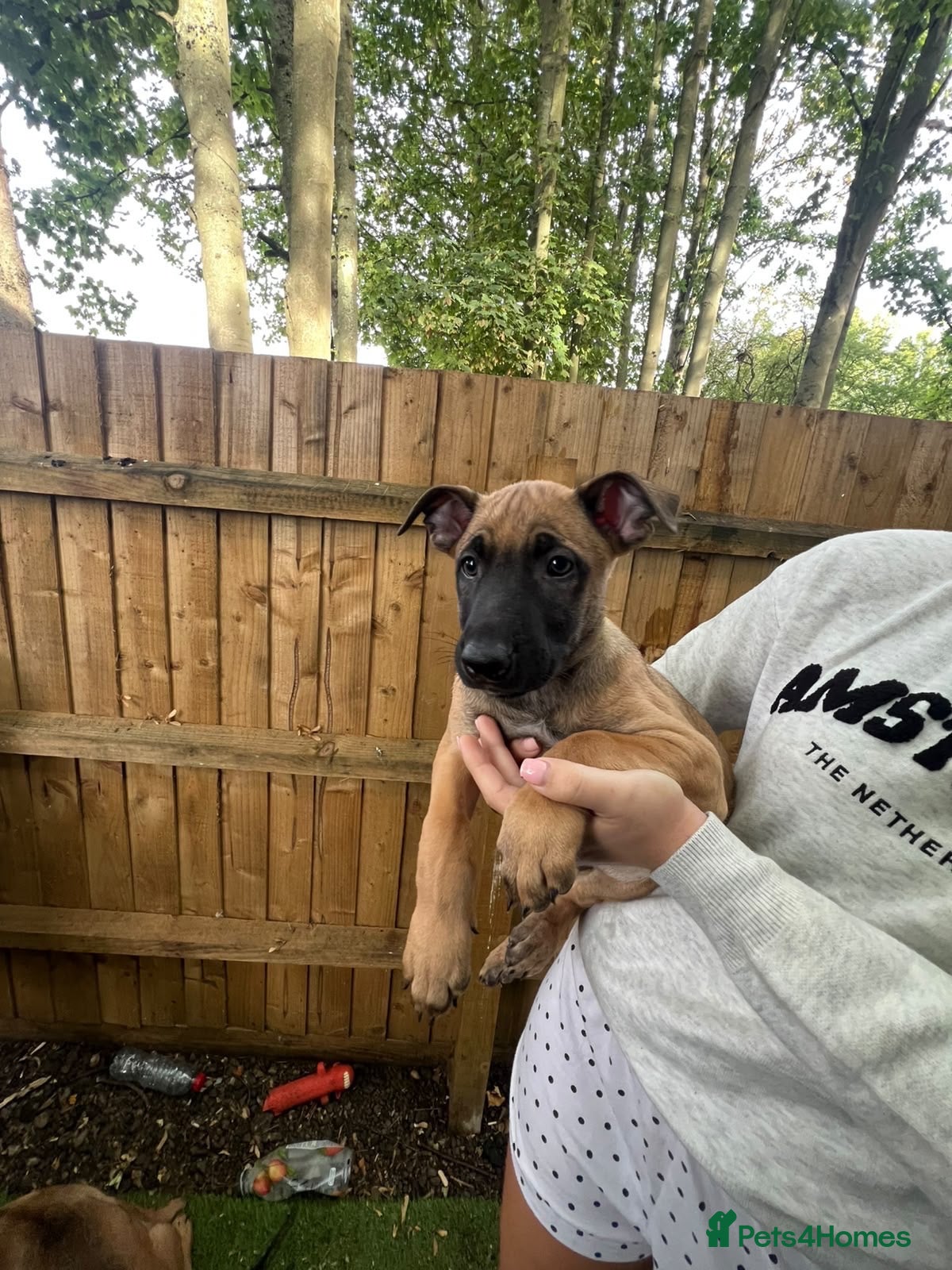 Mixed Breed dogs Two exceptional females available  - Advert 2