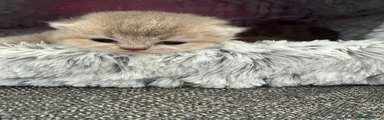 British Shorthair 4