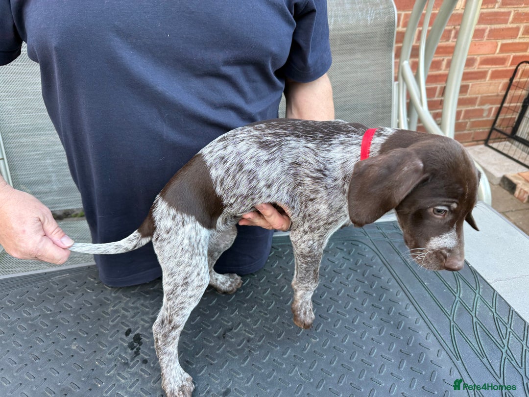 Mixed Breed dogs for sale: German shorthair pointer/wirehairpointer - Image 30