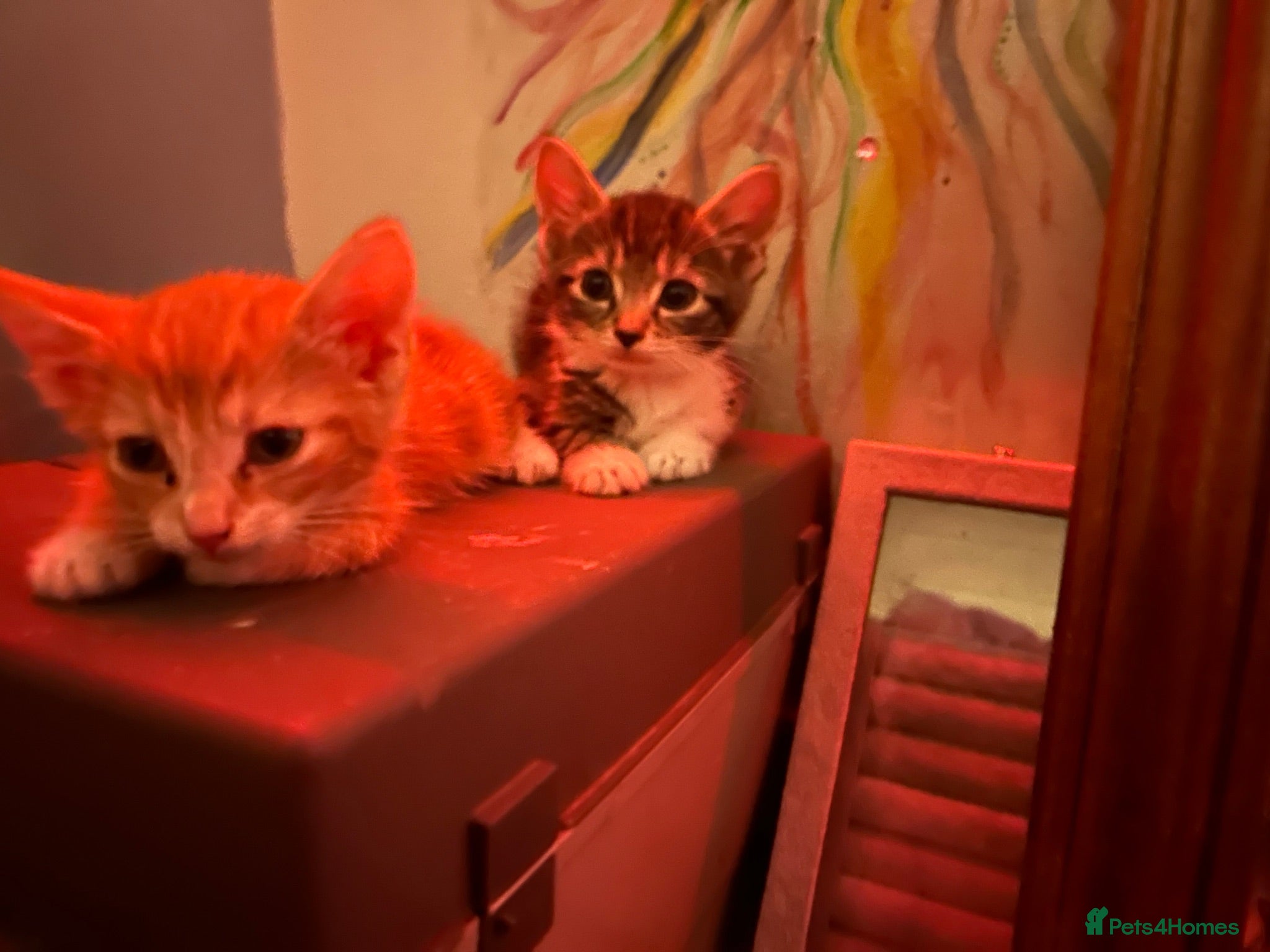 American Shorthair cats 2 shorts hair boys - Advert 2