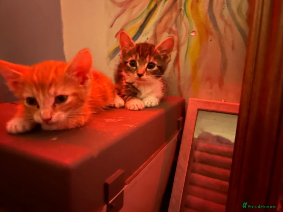 American Shorthair cats for sale: 2 shorts hair boys in Birmingham - Advert 1