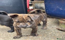 Mixed Breed dogs for sale: chow x staffy - Image 4