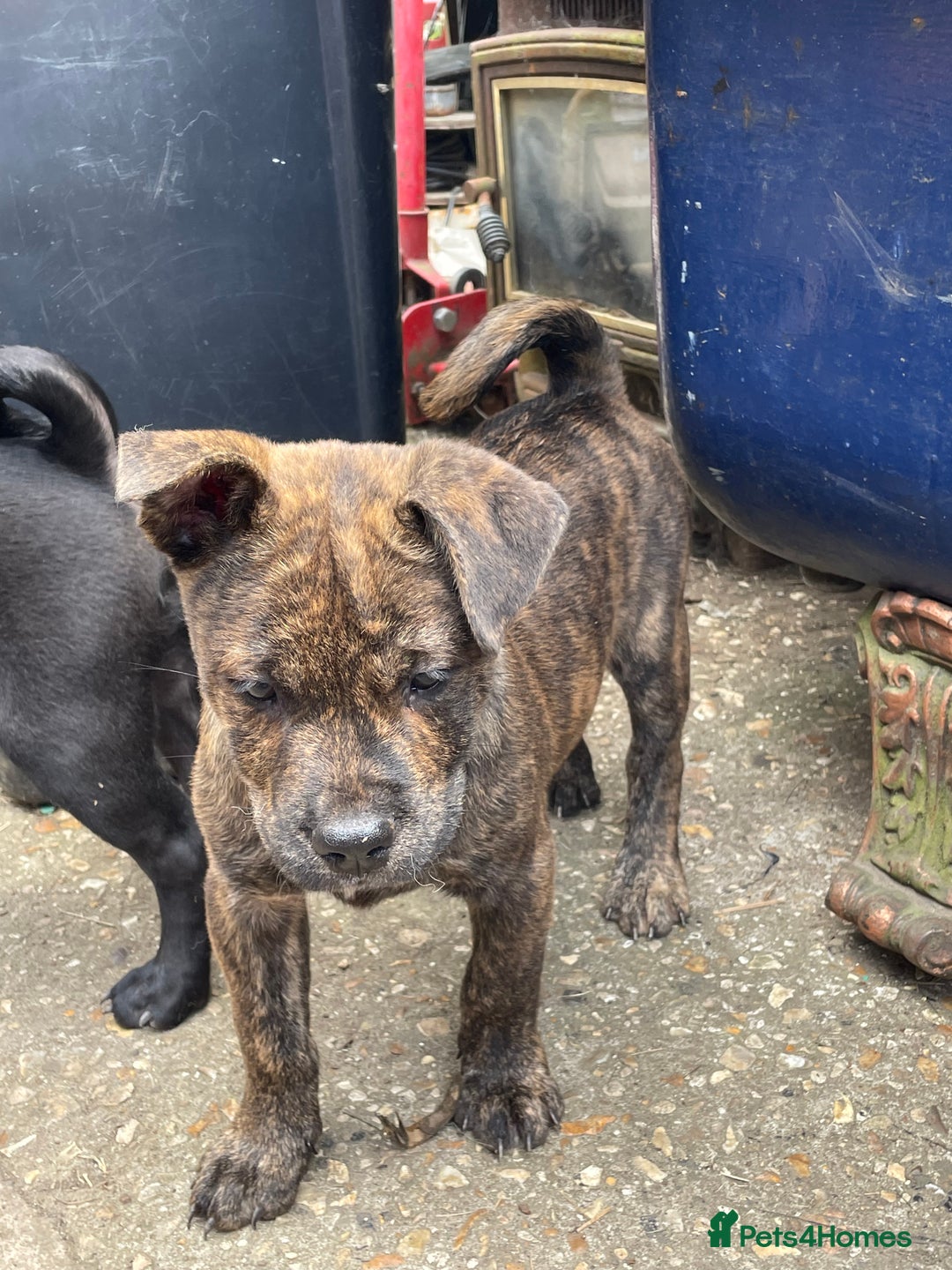 Mixed Breed dogs for sale: chow x staffy - Image 4