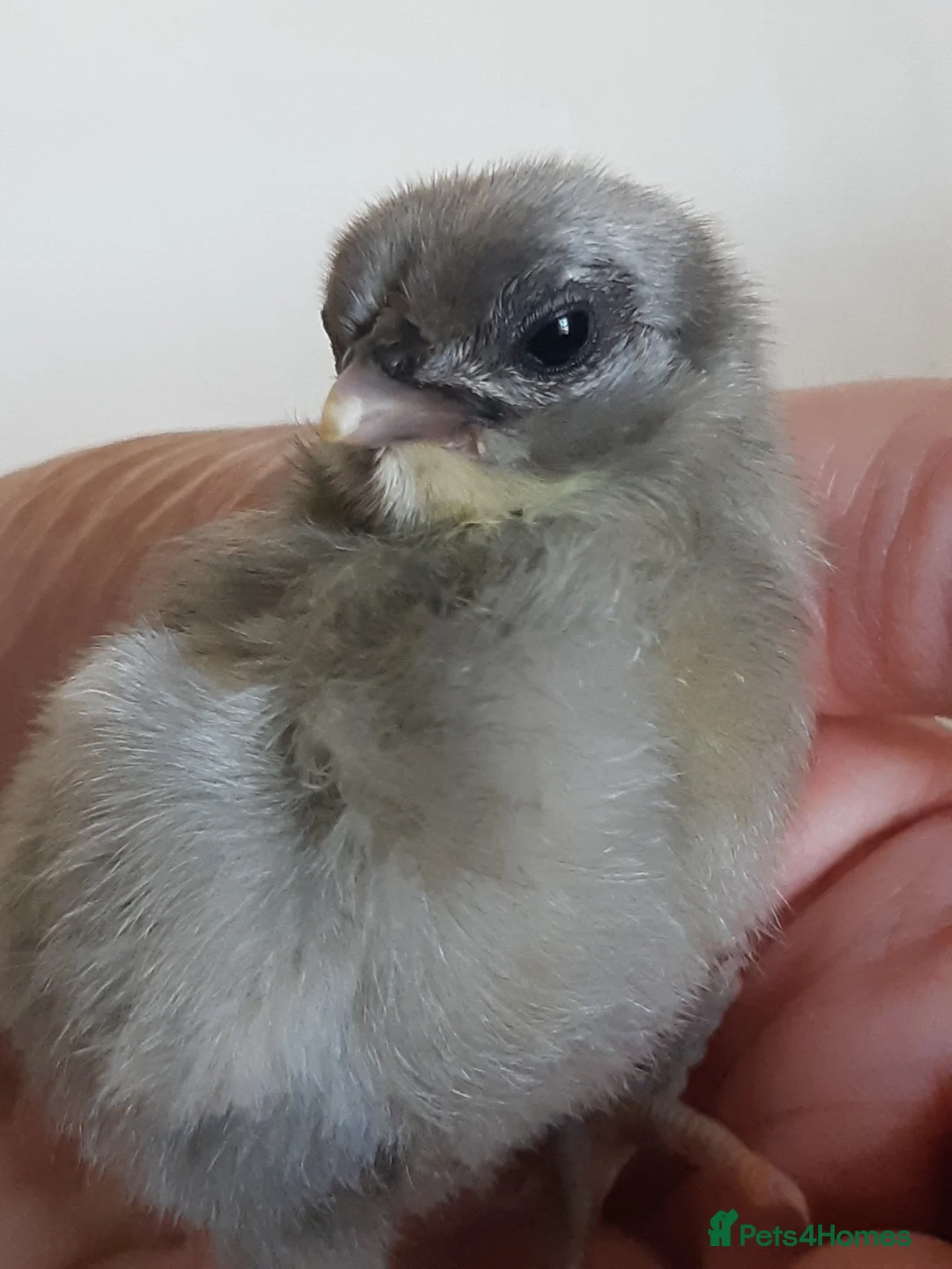 Chickens poultry for sale: Serama Bantams  - Advert 4