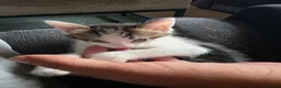 Mixed Breed cats for sale: 3 beautiful kittens mix breed in King's Lynn - Advert 5