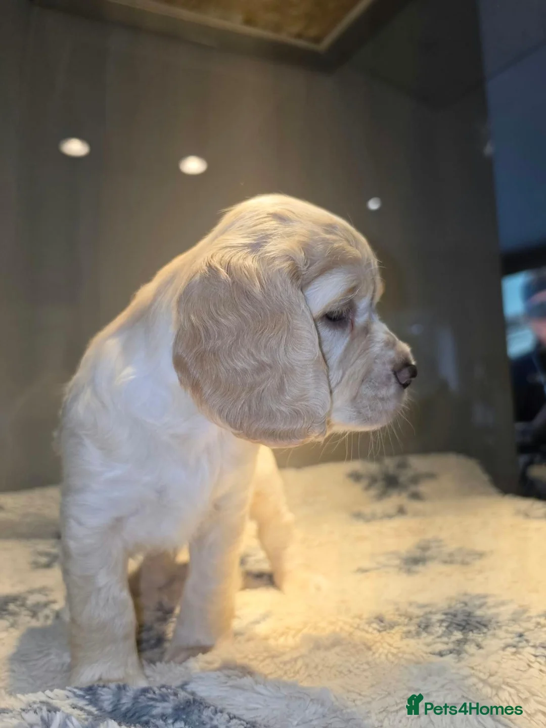 Cocker Spaniel dogs for sale: Cocker spaniel puppies - Advert 2