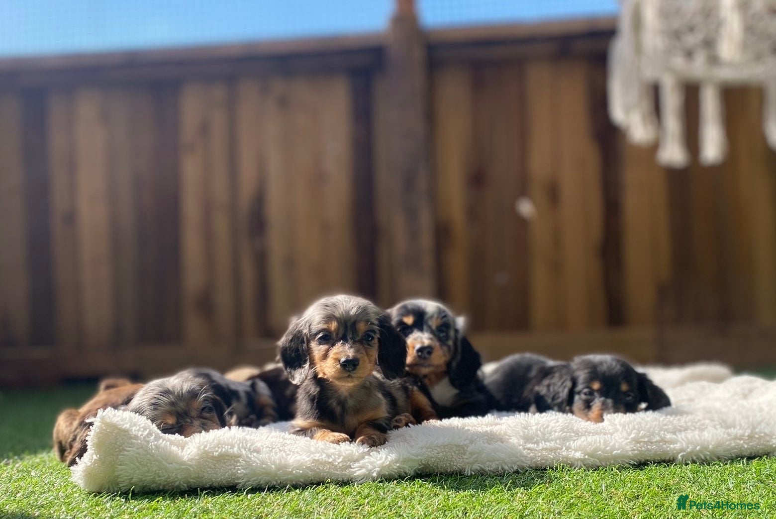 Miniature Dachshund dogs Long haired dachshund puppies  - Advert 4