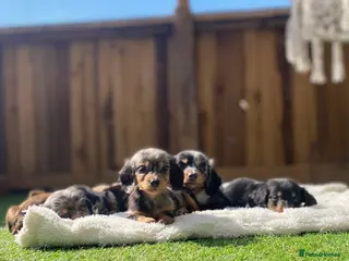 Miniature Dachshund dogs Long haired dachshund puppies - Advert 18