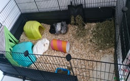 Guinea Pig rodents for sale: Two bonded 4 year old guinea pigs - Image 2