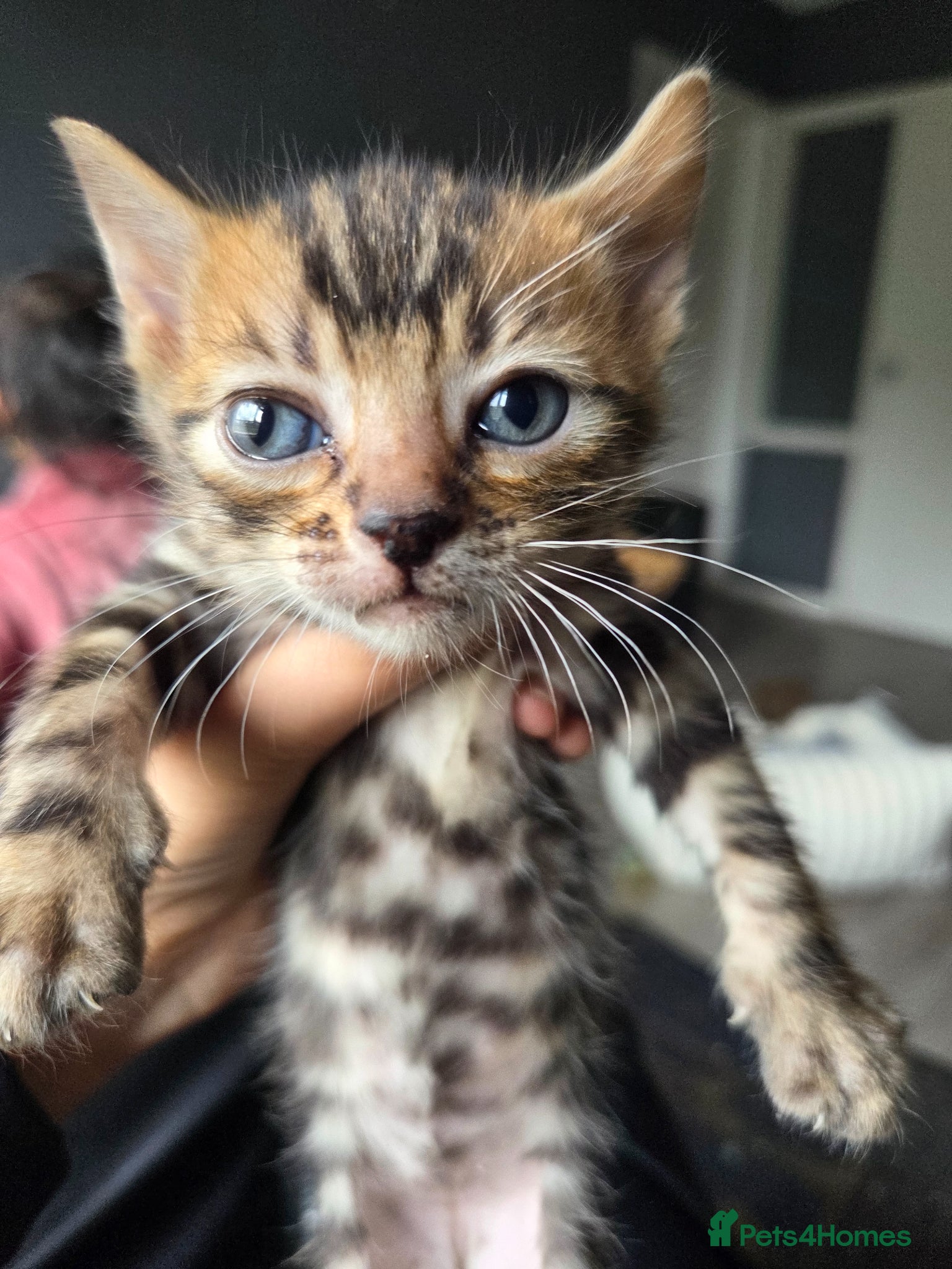 Bengal cats I have 2 bengal male kittens - Advert 1