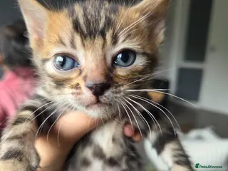 Bengal cats I have 2 bengal male kittens - Advert 1